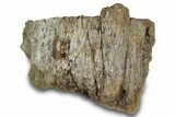 Fossil Hadrosaur (Edmontosaurus?) Jaw Section - Montana #316457-1